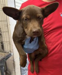 Shelter Stray Male Dog last seen , 333 Chandler Pl, San Bernardino, CA 92408, USA