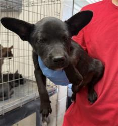 Shelter Stray Male Dog last seen , 333 Chandler Pl, San Bernardino, CA 92408, USA