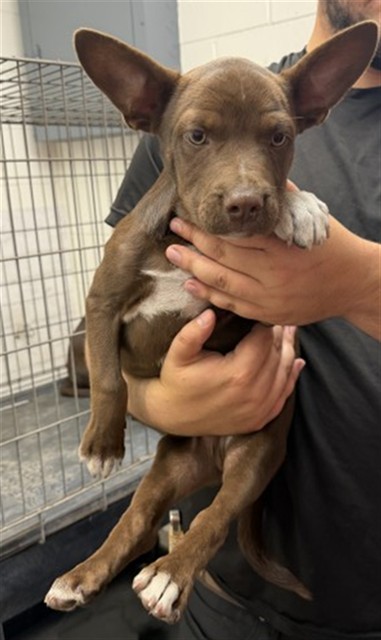 Shelter Stray Male Dog last seen , 333 Chandler Pl, San Bernardino, CA 92408, USA