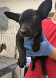 Shelter Stray Male Dog last seen , 333 Chandler Pl, San Bernardino, CA 92408, USA