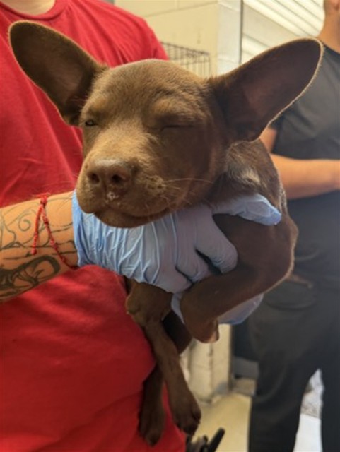 Shelter Stray Male Dog last seen , 333 Chandler Pl, San Bernardino, CA 92408, USA