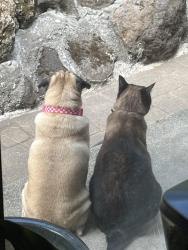 Lost Male Cat last seen Placer Hills Road, Meadow Vista, CA 95722