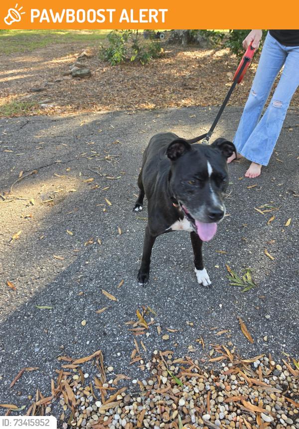 Found/Stray Unknown Dog last seen Five Forks rd, Anderson SC, Anderson County, SC 29670