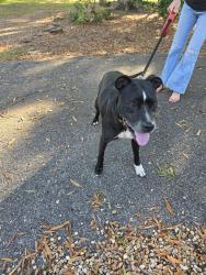 Found/Stray Unknown Dog last seen Five Forks rd, Anderson SC, Anderson County, SC 29670