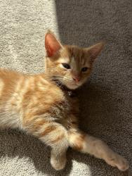 Reunited Male Cat last seen In bush, near Teasel Grove, Derby, England 