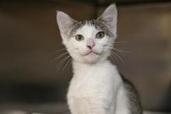 Shelter Stray Male Cat last seen CHARLOTTE, 8315 Byrum Dr, Charlotte, NC 28217, USA