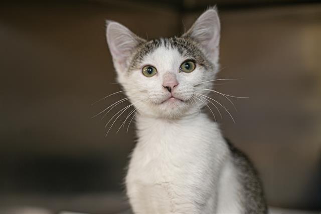 Shelter Stray Male Cat last seen CHARLOTTE, 8315 Byrum Dr, Charlotte, NC 28217, USA