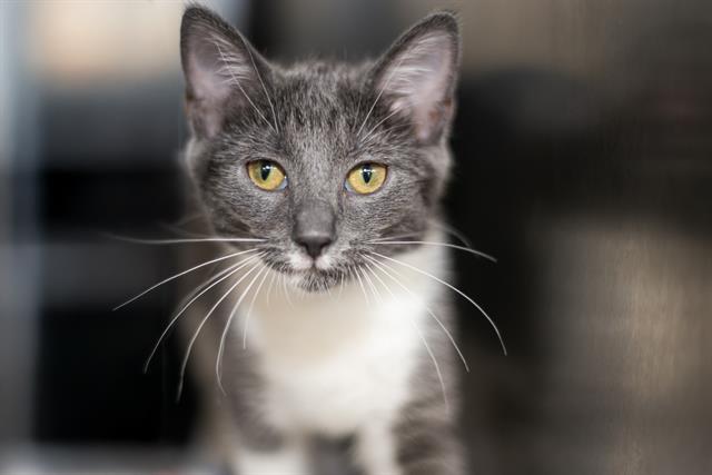 Shelter Stray Female Cat last seen CHARLOTTE, 8315 Byrum Dr, Charlotte, NC 28217, USA
