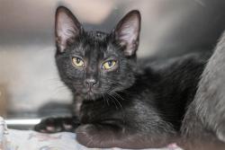 Shelter Stray Male Cat last seen CHARLOTTE, 8315 Byrum Dr, Charlotte, NC 28217, USA