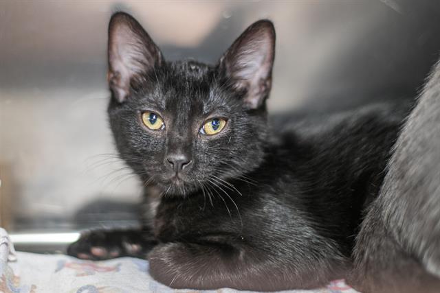Shelter Stray Male Cat last seen CHARLOTTE, 8315 Byrum Dr, Charlotte, NC 28217, USA