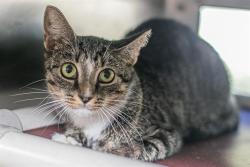 Shelter Stray Female Cat last seen CHARLOTTE, 8315 Byrum Dr, Charlotte, NC 28217, USA
