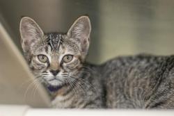 Shelter Stray Female Cat last seen CHARLOTTE, 8315 Byrum Dr, Charlotte, NC 28217, USA