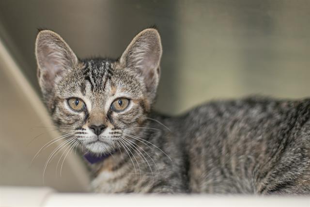 Shelter Stray Female Cat last seen CHARLOTTE, 8315 Byrum Dr, Charlotte, NC 28217, USA