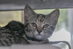 Shelter Stray Female Cat last seen CHARLOTTE, 8315 Byrum Dr, Charlotte, NC 28217, USA