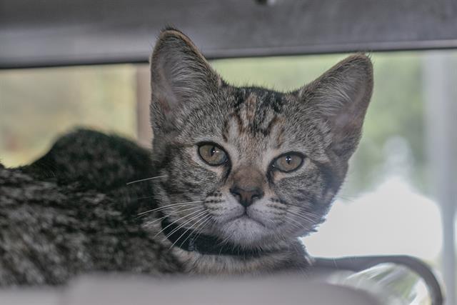 Shelter Stray Female Cat last seen CHARLOTTE, 8315 Byrum Dr, Charlotte, NC 28217, USA