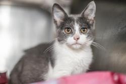Shelter Stray Female Cat last seen CHARLOTTE, 8315 Byrum Dr, Charlotte, NC 28217, USA