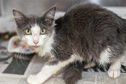 Shelter Stray Female Cat last seen CHARLOTTE, 8315 Byrum Dr, Charlotte, NC 28217, USA