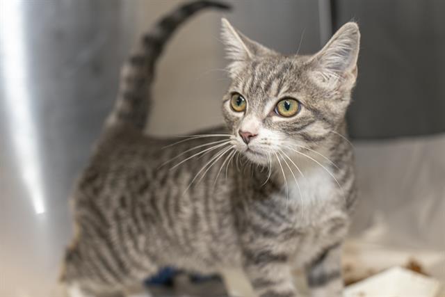 Shelter Stray Female Cat last seen CHARLOTTE, 8315 Byrum Dr, Charlotte, NC 28217, USA