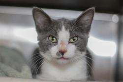 Shelter Stray Male Cat last seen CHARLOTTE, 8315 Byrum Dr, Charlotte, NC 28217, USA