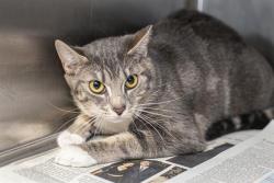 Shelter Stray Unknown Cat last seen CHARLOTTE, 8315 Byrum Dr, Charlotte, NC 28217, USA