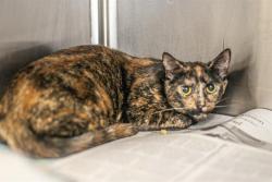 Shelter Stray Female Cat last seen CHARLOTTE, 8315 Byrum Dr, Charlotte, NC 28217, USA