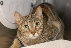 Shelter Stray Unknown Cat last seen CHARLOTTE, 8315 Byrum Dr, Charlotte, NC 28217, USA