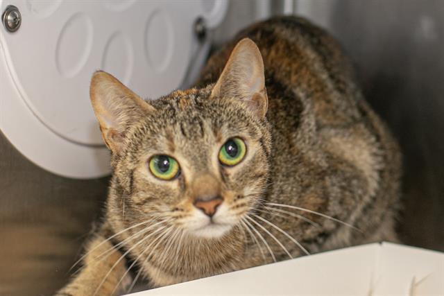Shelter Stray Unknown Cat last seen CHARLOTTE, 8315 Byrum Dr, Charlotte, NC 28217, USA
