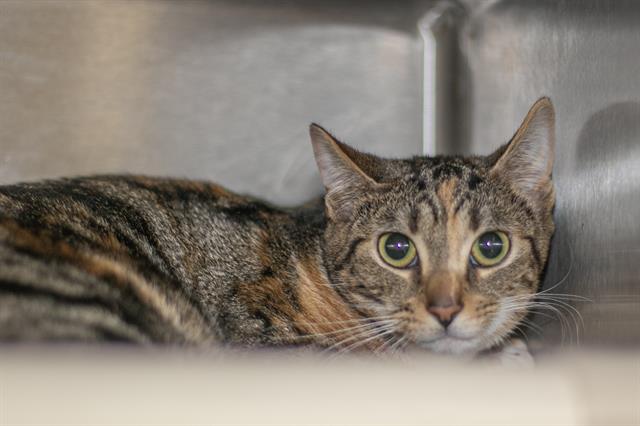 Shelter Stray Unknown Cat last seen CHARLOTTE, 8315 Byrum Dr, Charlotte, NC 28217, USA