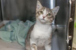 Shelter Stray Male Cat last seen CHARLOTTE, 8315 Byrum Dr, Charlotte, NC 28217, USA