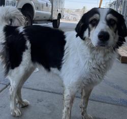 Shelter Stray Female Dog last seen Near BLOCK E BELLE TERRACE, BAKERSFIELD CA 93307, 3951 Fruitvale Ave, Bakersfield, CA 93308, USA