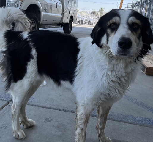 Shelter Stray Female Dog last seen Near BLOCK E BELLE TERRACE, BAKERSFIELD CA 93307, 3951 Fruitvale Ave, Bakersfield, CA 93308, USA