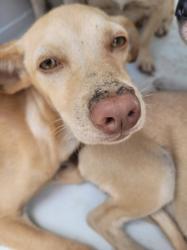 Shelter Stray Female Dog last seen , 957 N Gaffey St, San Pedro, CA 90731, USA