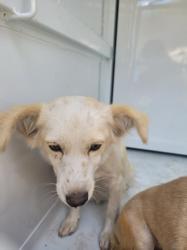 Shelter Stray Female Dog last seen , 957 N Gaffey St, San Pedro, CA 90731, USA
