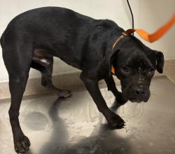 Shelter Stray Male Dog last seen Near BLOCK E BELLE TERRACE, BAKERSFIELD CA 93307, 3951 Fruitvale Ave, Bakersfield, CA 93308, USA