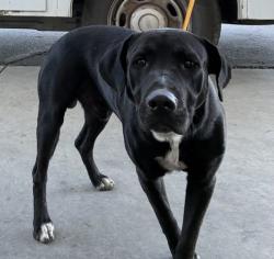 Shelter Stray Male Dog last seen Near BLOCK E BELLE TERRACE, BAKERSFIELD CA 93307, 3951 Fruitvale Ave, Bakersfield, CA 93308, USA