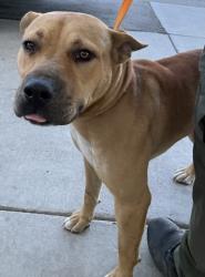 Shelter Stray Male Dog last seen Near BLOCK E BELLE TERRACE, BAKERSFIELD CA 93307, 3951 Fruitvale Ave, Bakersfield, CA 93308, USA
