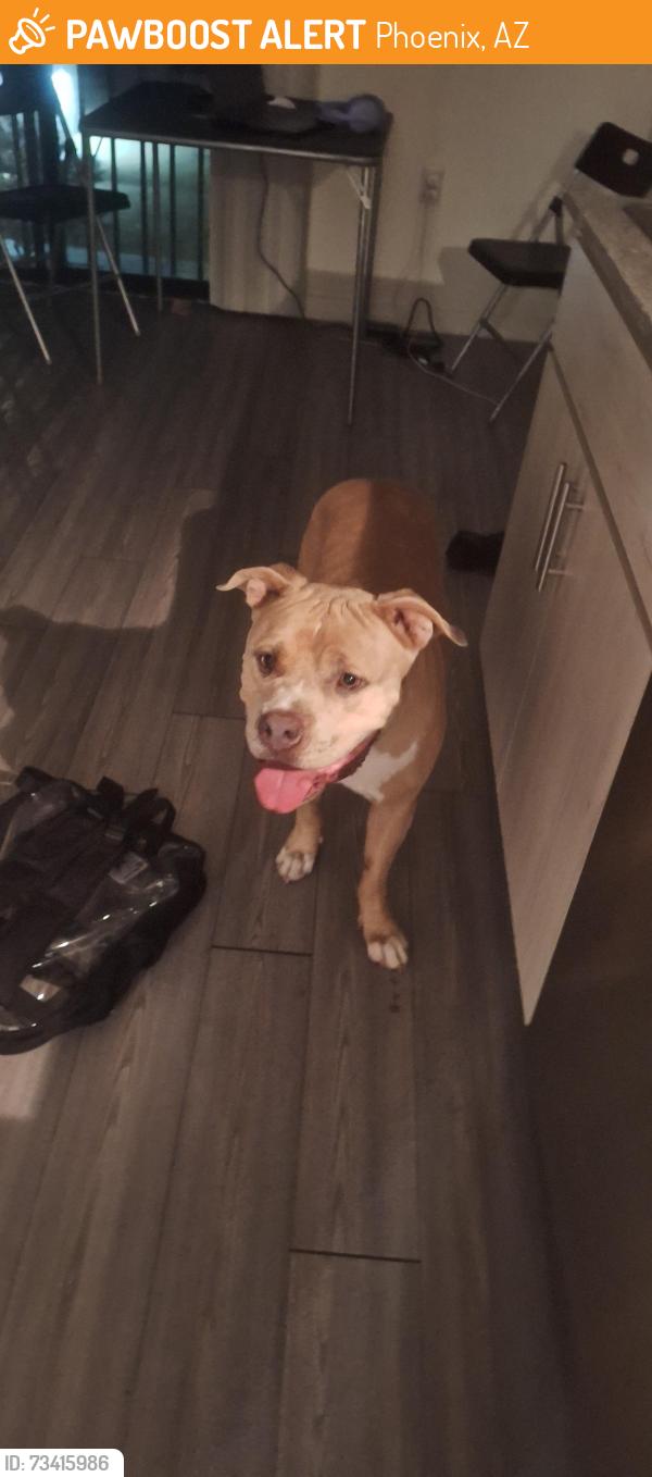 Found/Stray Male Dog last seen Van Buren and 12th St, Phoenix, AZ 85034