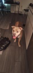 Found/Stray Male Dog last seen Van Buren and 12th St, Phoenix, AZ 85034