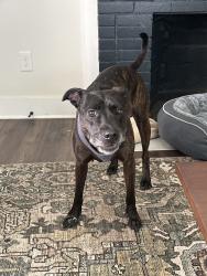 Found/Stray Unknown Dog last seen Dodson, Knoxville, TN 37917