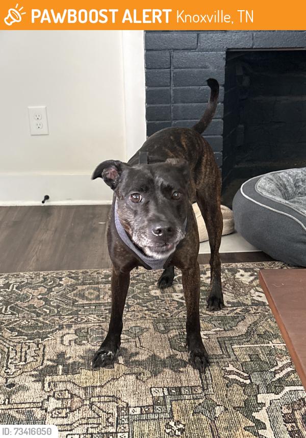 Found/Stray Unknown Dog last seen Dodson, Knoxville, TN 37917