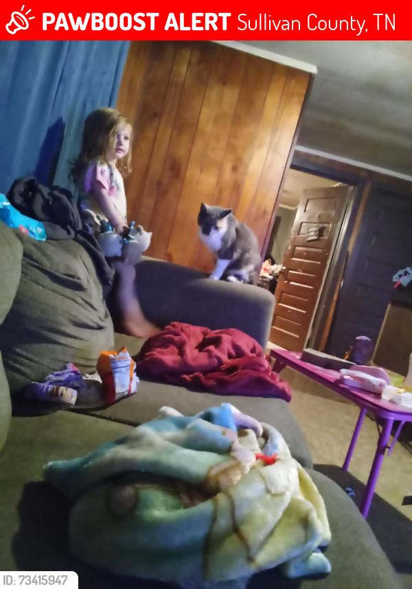 Lost Female Cat last seen Flatwoods, Sullivan County, TN 37618
