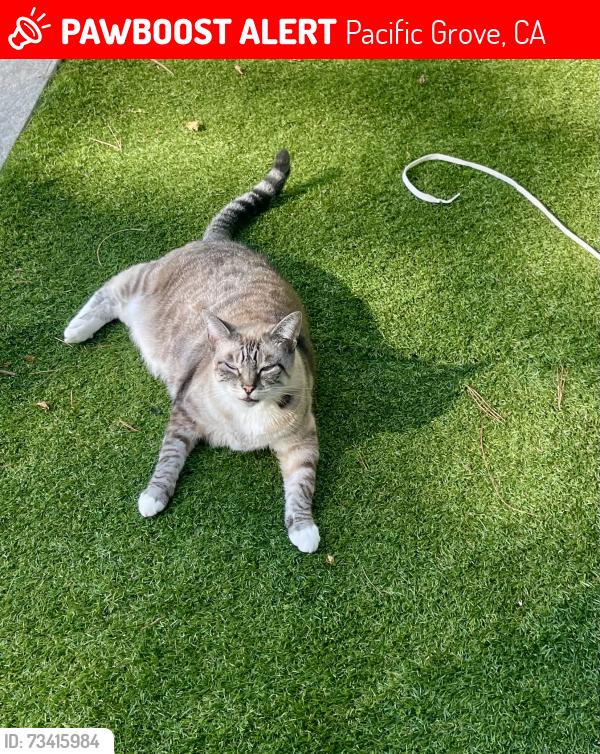 Lost Female Cat last seen Sardine Factory, Monterey, CA 93940