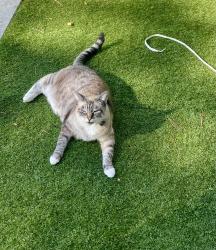 Lost Female Cat last seen Sardine Factory, Monterey, CA 93940