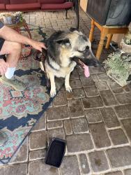Found/Stray Female Dog last seen 33rd &union hills, Phoenix, AZ 85027