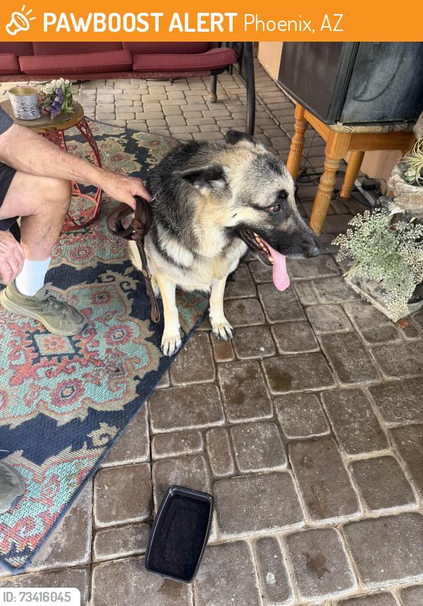 Found/Stray Female Dog last seen 33rd &union hills, Phoenix, AZ 85027
