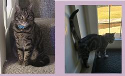 Reunited Female Cat last seen Near high street back garden behind hse, Kelvedon, England 