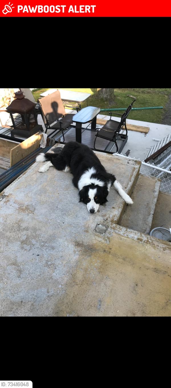 Lost Male Dog last seen Sanctuaire, Salaberry-de-Valleyfield, QC J6S 4S1