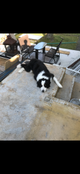 Lost Male Dog last seen Sanctuaire, Salaberry-de-Valleyfield, QC J6S 4S1