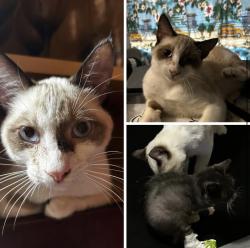 Lost Male Cat last seen Near California st, Deltona, FL 32738