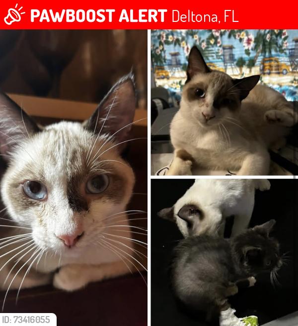 Lost Male Cat last seen Near California st, Deltona, FL 32738